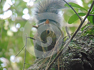 Closeup of an Eastern grey squirrel, Sciurus carolinensis on a branch