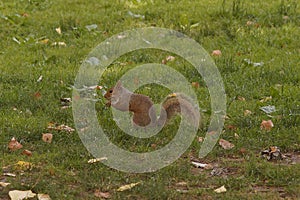 Closeup on the Eastern grey squirrel, Sciurus carolinensis, in New York Central Park, US