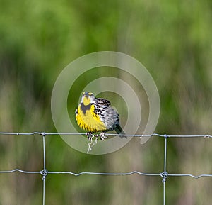 Closeup of an eastern meadowlark (Sturnella magna) perched on a wire fence
