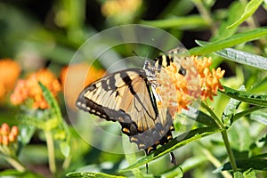 Closeup of Eastern Tiger Swallowtail Butterfly gathering nectar on butterfly weed