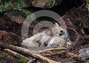 Closeup of eastern wolf (Canis lycaon) pups in a nest