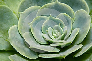 Closeup of Echeveria imbricata