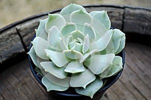 Echeveria Lola Succulent Plant photo