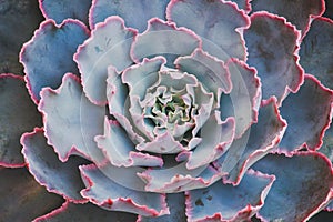 Closeup of Echeveria Succulent Plant, Natural Pattern Background