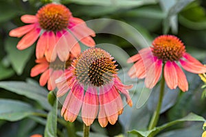 Echinacea Coneflower With Droopy Petals photo