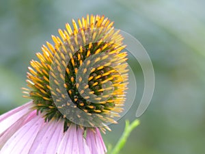 Closeup of an Echinacea Flower`s Center Corolla and Stigma