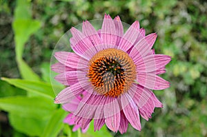 Closeup of an echinacea purpurea  flower