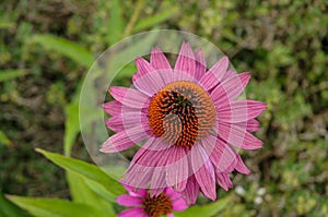 Closeup of an echinacea purpurea  flower