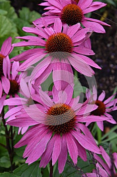 Closeup of an echinacea purpurea flower