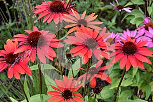 Closeup of an echinacea purpurea flower