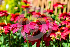 Closeup of Echinacea Sombrero 'Tres Amigos' flowers in a garden