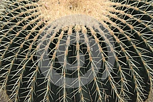 Closeup of Echinocactus Grusonii cactus, cactacea