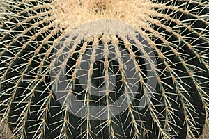 Closeup of Echinocactus Grusonii cactus, cactacea photo