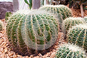 Closeup of echinocactus grusonii , a kind of cactus
