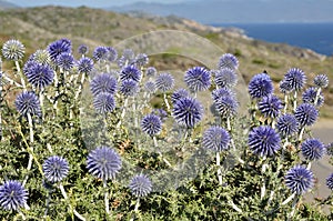 Closeup Echinops plant photo