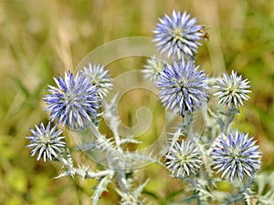 Closeup Echinops plant photo