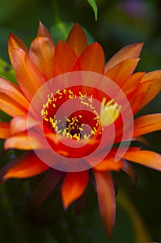 Closeup Echinopsis orange Cactus flower blooming Kfar Glikson Israel