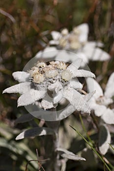 Closeup of an edelweiss