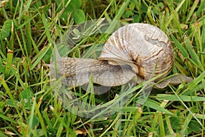 Closeup on an edible escargot snail, Helix pomatia in the wed grass