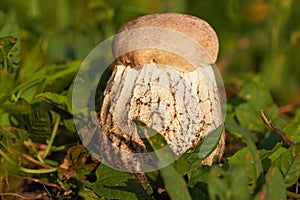Closeup of edible mushroom on green grass