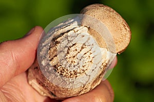 Closeup of edible mushroom in hand on green grass