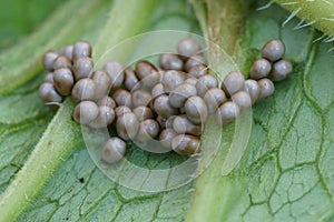 Closeup on the eggs of the beautiful small Emperor moth, Saturnia pavonia on the underside of a leaf