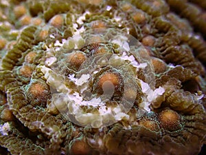 Closeup the eggs of coral when it ready to spawning