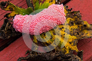 Closeup Eggs of Golden apple-snail