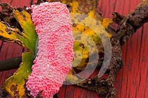 Closeup Eggs of Golden apple-snail