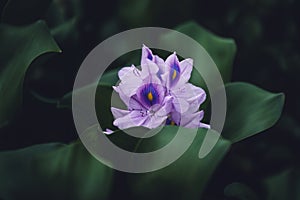 Closeup of Eichornia is excellent flower