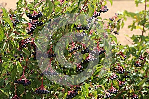 Closeup of an elderberry bush with ripe berries