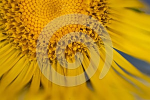 Closeup of a elecampane flower.