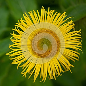 Closeup of the Elecampane, Inula helenium