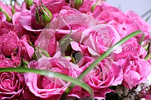 Closeup of Elegant bouquet of pink roses in bloom