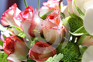 Closeup of Elegant bouquet of pink with white shade roses in bloom