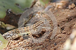 Closeup Elegant Earless Lizard, Holbrooki elegans in Arizona Desert