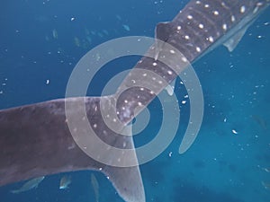 Closeup of an elegant whale shark gracefully swimming in azure Philippines blue water