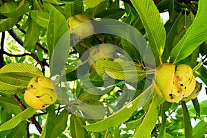 Closeup Elephant apple fruit on tree with leaves background. Dillenia Indica fruit or Evergreen tree fruit with green leaves and