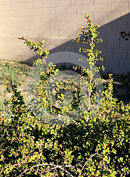 Closeup of Elephant Bush used in Residential Roadside Verges