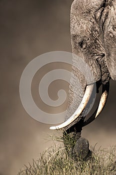 Closeup Elephant Eating Grass With Trunk