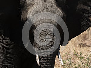 Elephant high contrast photo