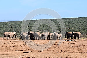 Closeup of a lovely elephant herd at a waterhole in Addo Elephant Park in Colchester, South Africa