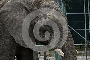 Closeup of elephant head in zoo