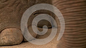 Closeup of an elephant's big foot and large trunk