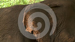 Closeup of an elephant's ear and part of its back