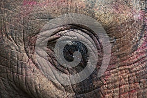 Closeup of elephant's eye in Chitwan National Park