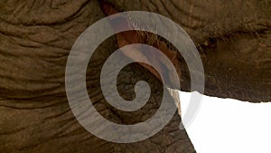 Closeup of an elephantï¿½s hairy mouth chewing food