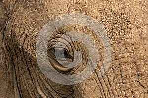 Closeup of an elephant`s head