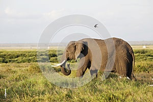 Closeup of an elephant walking on the savanna of Amboseli National Park, Kenya, Africa