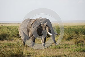 Closeup of an elephant walking on the savanna of Amboseli National Park, Kenya, Africa